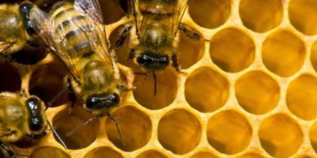 664xauto-khasiat-lebah-dan-madu-tertera-dalam-alquran--1504080